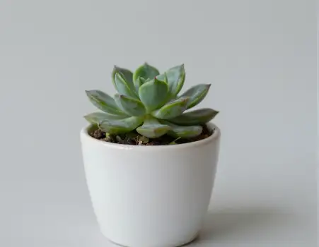 Green and Yellow Succulent in White Pot plant