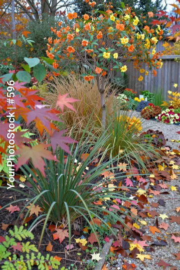 Autumn Garden with Colorful Foliage fall plants