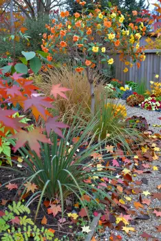 Autumn Garden with Colorful Foliage fall plants