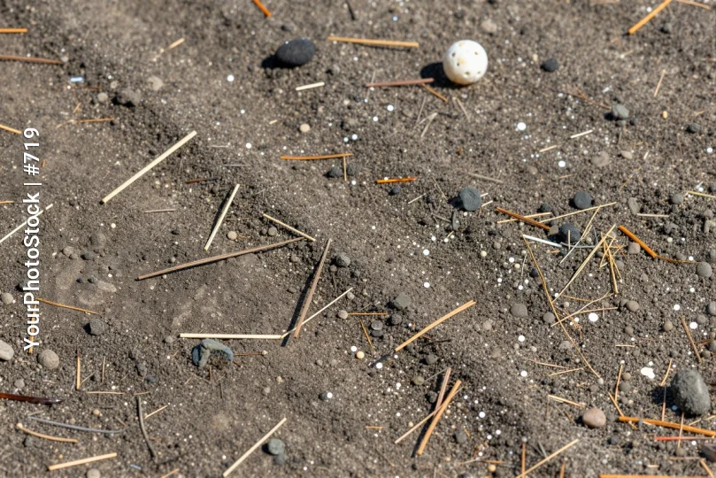 Golf Ball with Wooden Sticks in Dirt pebbles outdoor setting