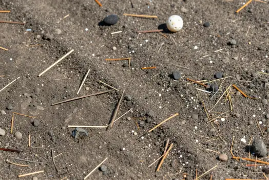 Golf Ball with Wooden Sticks in Dirt pebbles outdoor setting