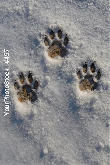 Dog Paw Prints in Snow tracks footprints nature