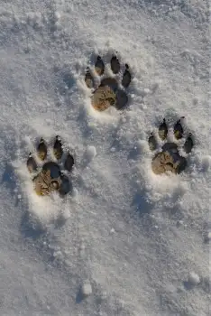 Dog Paw Prints in Snow tracks footprints nature