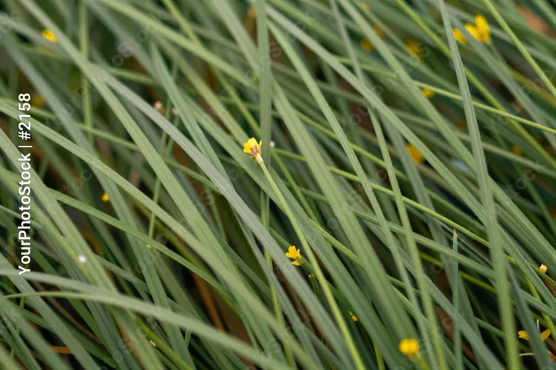 Serene Close-Up of Tall Green Grasses with Yellow Flowers