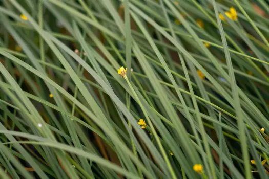 Serene Close-Up of Tall Green Grasses with Yellow Flowers