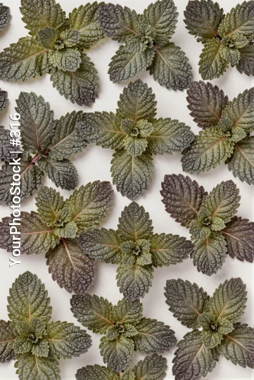 Close-up of Mint Leaves on White Background leaves arrangement