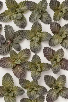 Close-up of Mint Leaves on White Background leaves arrangement