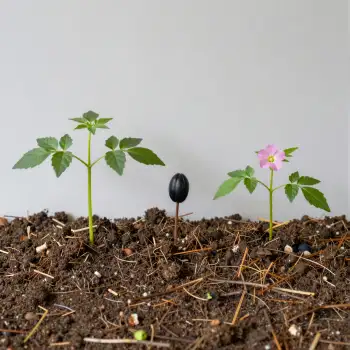 Three Small Plants in Freshly Dug Soil green leaves