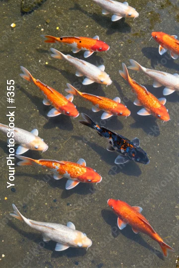 Group of Koi Fish Swimming in Pond water low angle