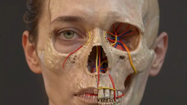 Medical 3D Skull Overlay on Woman's Head surgical