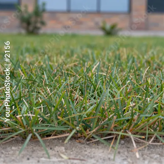 Freshly Cut Green Grass Close-Up fresh cut close up