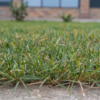 Freshly Cut Green Grass Close-Up fresh cut close up