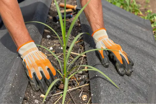 Gloved Hands Planting Young Greenery on Tarp gloves