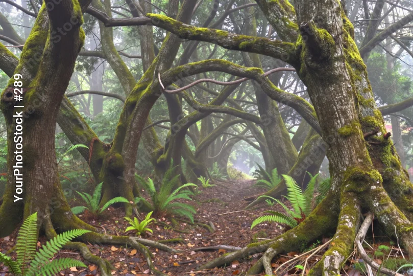 Dense Forest with Mossy Trees - Serene Trail lichen