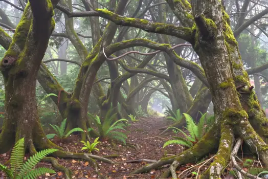 Dense Forest with Mossy Trees - Serene Trail lichen