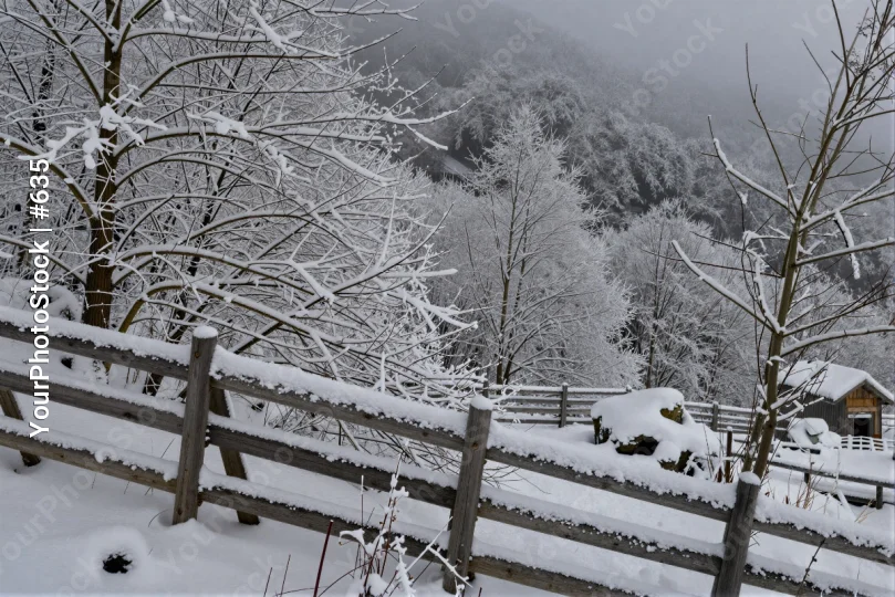 Snowy Landscape with Wooden Fence winter bare trees