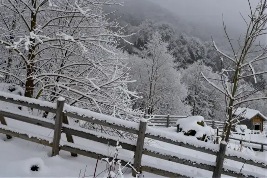 Snowy Landscape with Wooden Fence winter bare trees