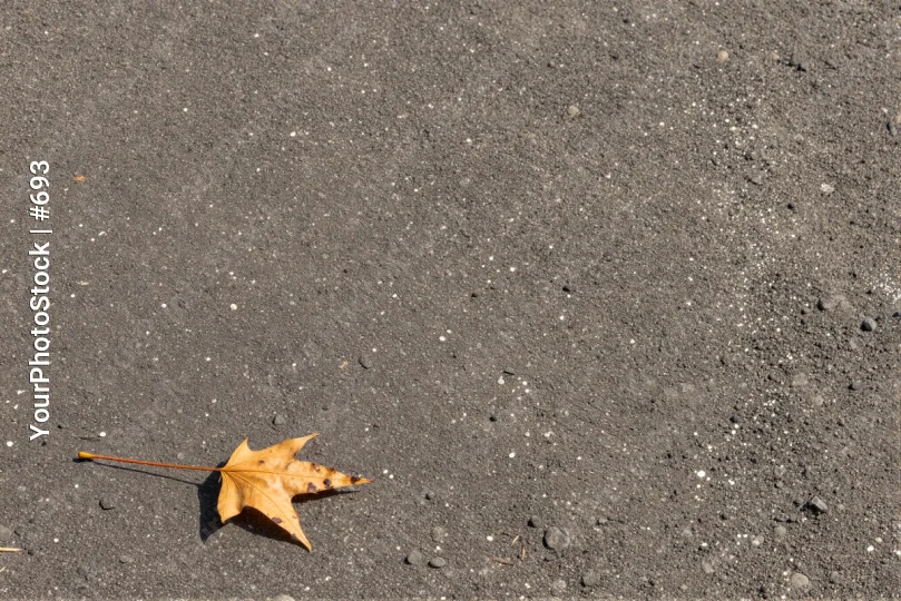 Dry Yellow Leaf on Ground dry leaf wilted leaf
