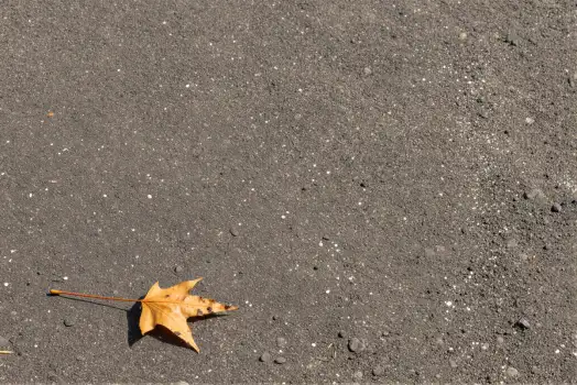 Dry Yellow Leaf on Ground dry leaf wilted leaf