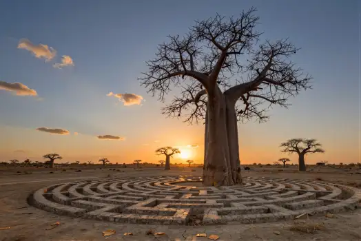 Baobab Tree in Desert Maze at Sunset stone grass