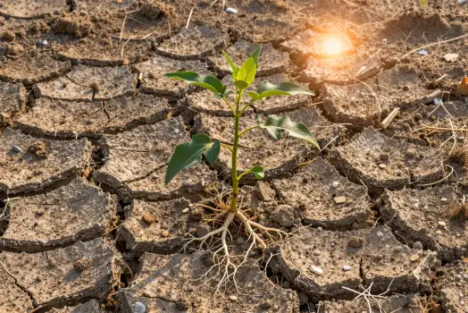 Dry Ground Plant Growing resilience cracked soil