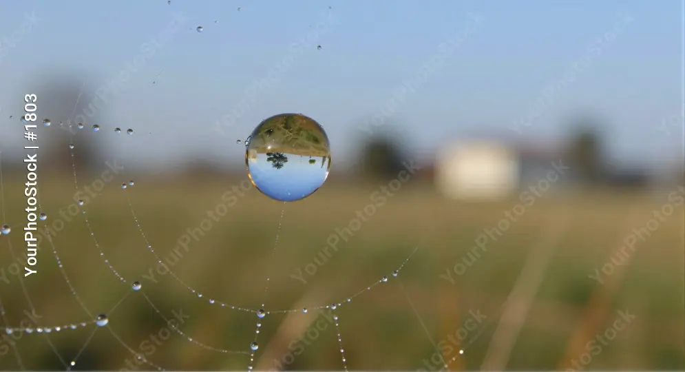 Water Drop on Spider Web sparkling close-up peaceful