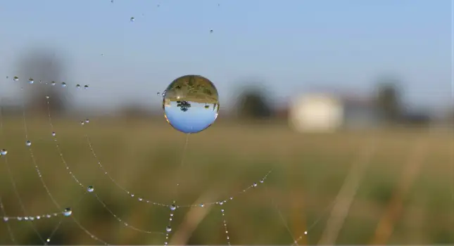 Water Drop on Spider Web sparkling close-up peaceful
