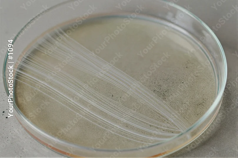Microbiology Lab: Petri Dish with Particles liquid