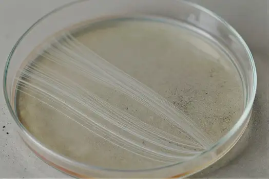 Microbiology Lab: Petri Dish with Particles liquid