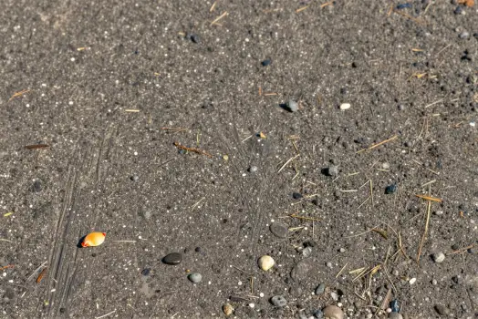 Close-up of Dark Grey Gravel Surface with Dried Grasses and Twigs